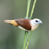 Yellow-rumped Mannikin